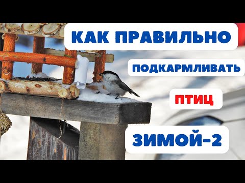 Видео: Как правильно подкармливать птиц зимой-2