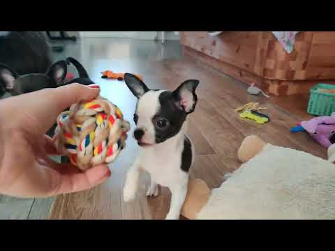 Видео: Щенки чихуахуа гладкошёрстные 16.10.2022