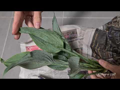 Видео: Пришла новая посылка с хостами - Распаковка