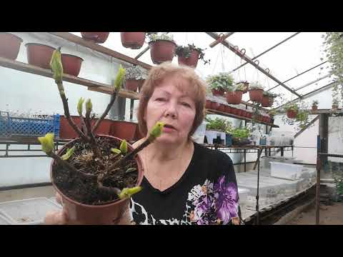 Видео: Гортензия выгонка к 8 марта