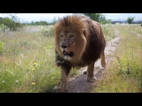 Видео: Памяти ЗНАМЕНИТОГО льва РОМЫ посвящается! Парк львов Тайган #тайган #львы