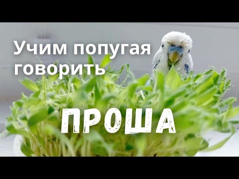 Видео: Учим попугая говорить Проша