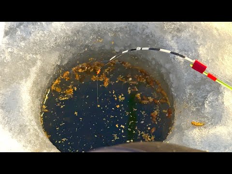 Видео: Опустил мормышку на мель, ОН ЗАКАЧАЛ КИВОК И НАЧАЛСЯ НОЧНОЙ КЛЁВ! Зимняя рыбалка 2025