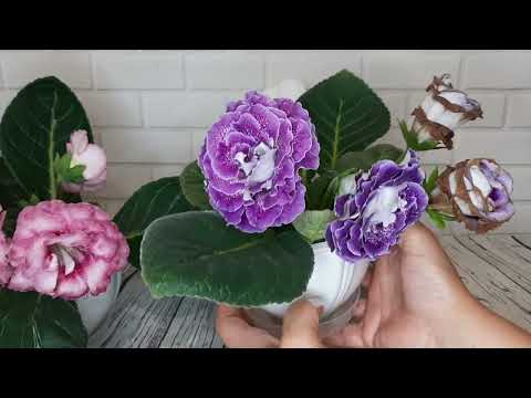 Видео: Мои новые сорта глоксиний и не только.ВИ-Марта,ЕН-Лавандовый мартини,Аванти.