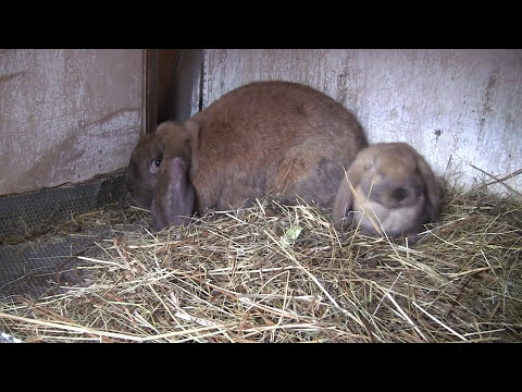 Видео: ЛПХ Катюша. Содержание и разведение породных кроликов