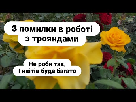 Видео: Три поширені помилки в роботі з трояндами./Three Common Mistakes When Working with Roses