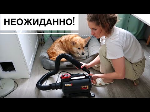 Видео: Впервые пробуем Фен-компрессор для собак Tenberg Sirius Pro !