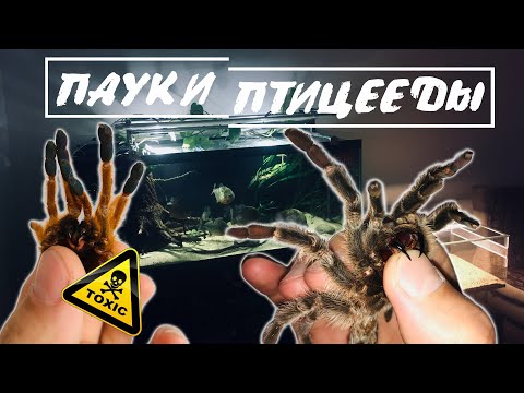 Видео: ВСЕ МОИ ПАУКИ ПТИЦЕЕДЫ.  Пересадка гестеракратес геркулес и кормление пауков птицеедов. МУРИНУС!!!
