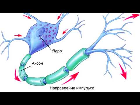Видео: Нервный импульс. Почему он движется в одном направлении? Зачем нужен миелин?