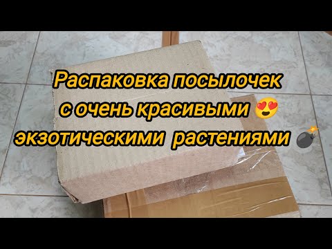 Видео: Распаковка посылок с очень красивыми экзотическими растениями.