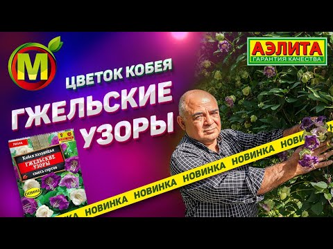 Видео: Цветок до 300 см высоты! Новинка – Кобея Лазающая – Гжельские Узоры