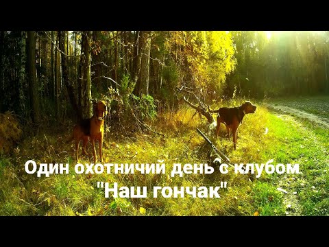 Видео: Один охотничий день с клубом "Наш гончак "