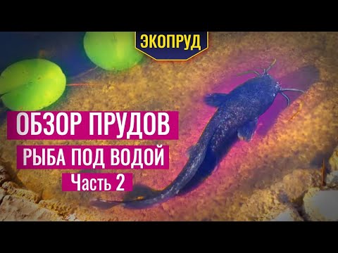 Видео: Обзор прудов рыба под водой (часть2)