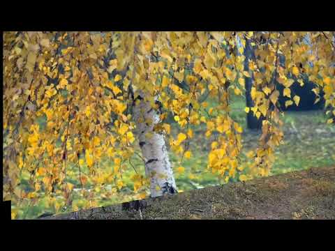 Видео: "Күһүнү көрсүһүөх " Айыына Уран тыллара, матыыба, ыллыыр Гавриил Ефремов. Видео Ивановой Е.А.