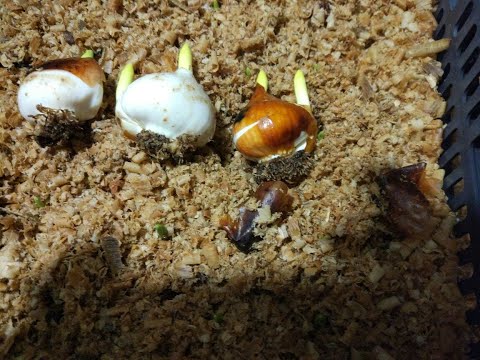 Видео: Посадка луковиц тюльпанов в свежие опилки.