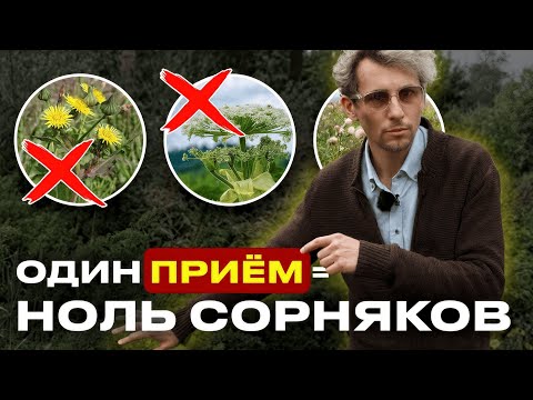 Видео: Участок без сорняков: эти ВЕЧНОЗЕЛЁНЫЕ растения решают всё!