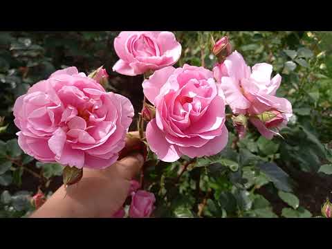 Видео: Цветение роз в саду!!!🥰🌹🌹🌹4 июня 2022 г.