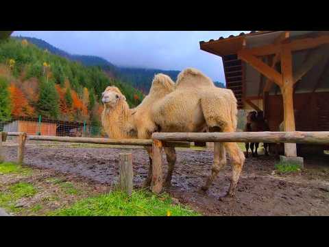 Видео: Екопарк Долина Вовків поблизу Синевира, годуємо ручних верблюдів в Карпатах, Закарпатська область
