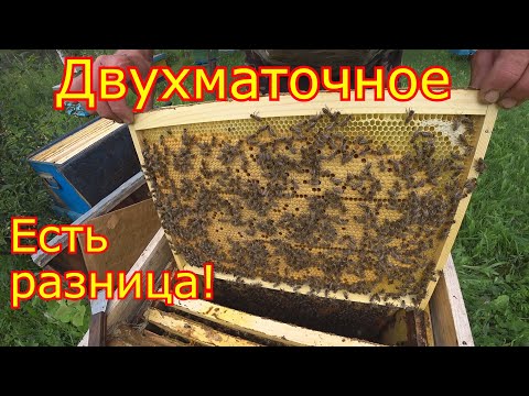 Видео: ДВУХМАТОЧНОЕ содержание!!! РАЗНИЦА ОЧЕВИДНА!!!