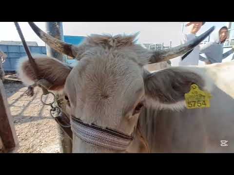 Видео: СААН УЙЛАР ТАРТЫЛГАН ТАСМА ТОКМОК МАЛ БАЗАР 21-СЕНТЯБРЬ 2025Ж БАЗАР КЫЗУУ