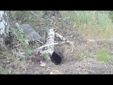 Видео: Фотоловушка у барсучьей норы. Кто ходит в гости к барсуку. Photo trap at the badger hole.