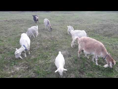 Видео: Как спастись от клещей и мух🤔 Эпримек и Кормовая сера.