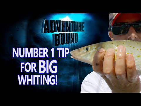 Видео: Классика приключений — Большой мерланг в Западном порту