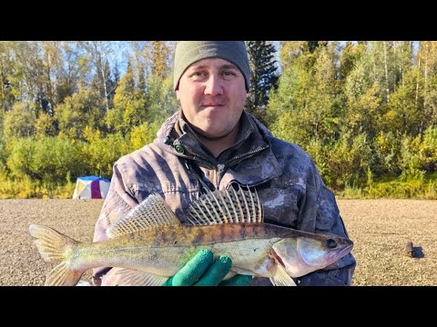 Видео: РЫБАЛКА НА СУДАКА ОСЕНЬЮ НА РЕКЕ Чулым. ЧАСТЬ 2.