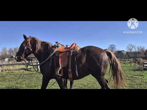 Видео: Відеоурок 1+2 з конем, Марта може брикати після 5хв!Причини, пояснення, не біда... :)