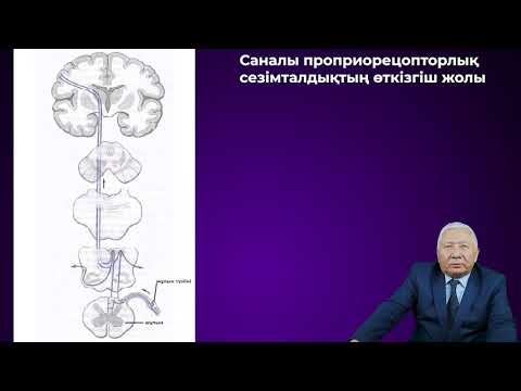 Видео: Ми мен жұлынның өткізгіш жолдары.Шакенов Бауыржан Шакенұлы