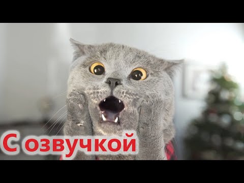 Видео: ПРИКОЛЫ С КОТАМИ! Самая смешная озвучка животных! Засмеялся проиграл