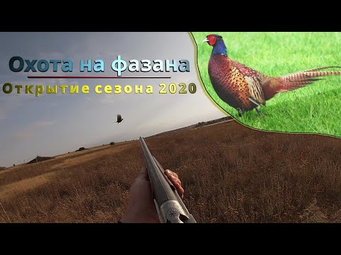 Видео: Охота на фазана. Неожиданный результат.
