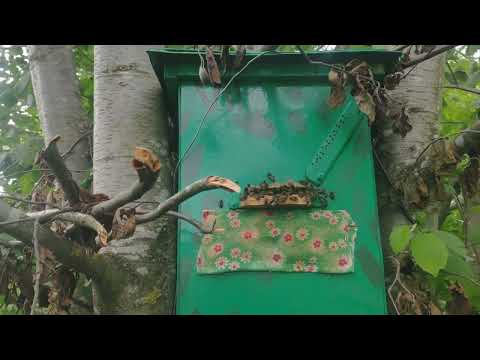 Видео: Роеловство 2025  Первые рои