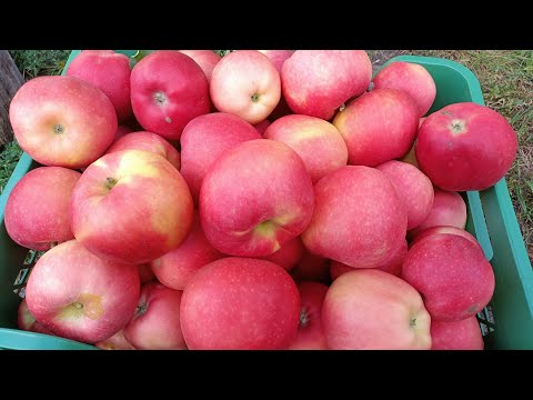 Видео: Гала Маст 2025. Супер яблуко!!! #fruit #garden #apple #яблуко 