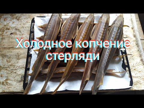 Видео: Холодное копчение рыбы (Стерлядь)