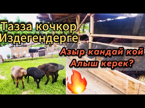 Видео: Кой багуу! Базардан кандай кой алабыз? 0553103020