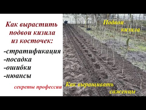 Видео: Как стратифицировать и высаживать косточки кизила