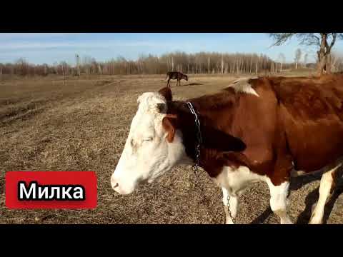 Видео: Натуральный БМВД Эко свинина на прогулке Жизнь на ферме Пьетрен Откорм Бык КРС Корова Теленок
