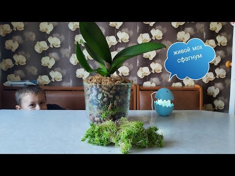 Видео: В ПЕРВЫЕ на моем КАНАЛЕ Посадка ОРХИДЕИ в керамзит и ЖИВОЙ мох СФАГНУМ очень полезно ОРХИДЕЯМ