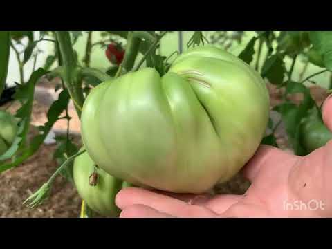 Видео: Большой обзор теплиц. Часть 2.