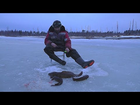 Видео: РЫБАЛКА НА НАЛИМЬЕЙ ТРОПЕ! КОГДА СО ДНА В ОТВЕТ ПОСТУЧАЛИ! #таёжныйпромысел #рыбалка #тайга #налим