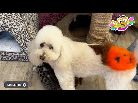 Видео: Dogs rule. Собаки рулят.