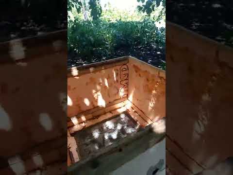 Видео: Улей из пеноплекса не оправдал надежд.