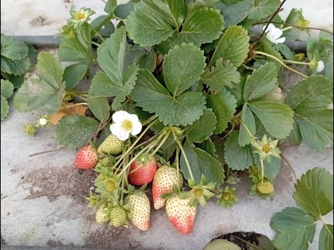 Видео: Состояние рассады клубники на 3 декабря 2024г.