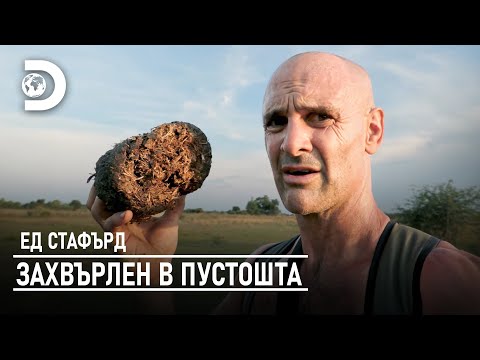 Видео: Ед яде слонски ако за да оцелее | Ед Стафърд - захвърлен в пустошта