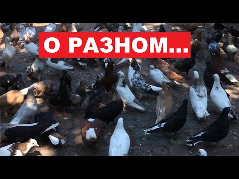 Видео: Немного о разном...