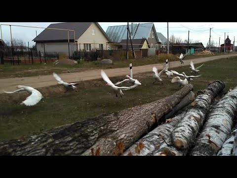 Видео: Домашние гуси тоже летают