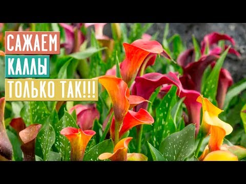 Видео: СЕЗОН 2020: ВЫБИРАЕМ И САЖАЕМ КАЛЛЫ ПО ИНСТРУКЦИИ - ЦВЕТЕНИЕ ОБЕСПЕЧЕНО!!! / Садовый гид