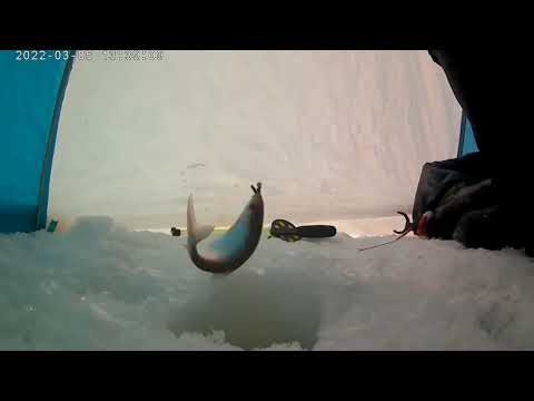 Видео: Рыбалка на сига зимой / как поймать сига зимой / снасти на сига"