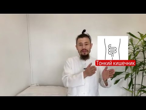 Видео: Тонкий кишечник/китайская медицина #акупунктура